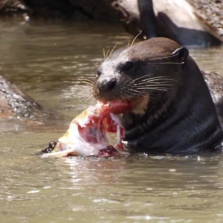 Pousada Reserva Ecologica Jaguar Poconé Zewnętrze zdjęcie