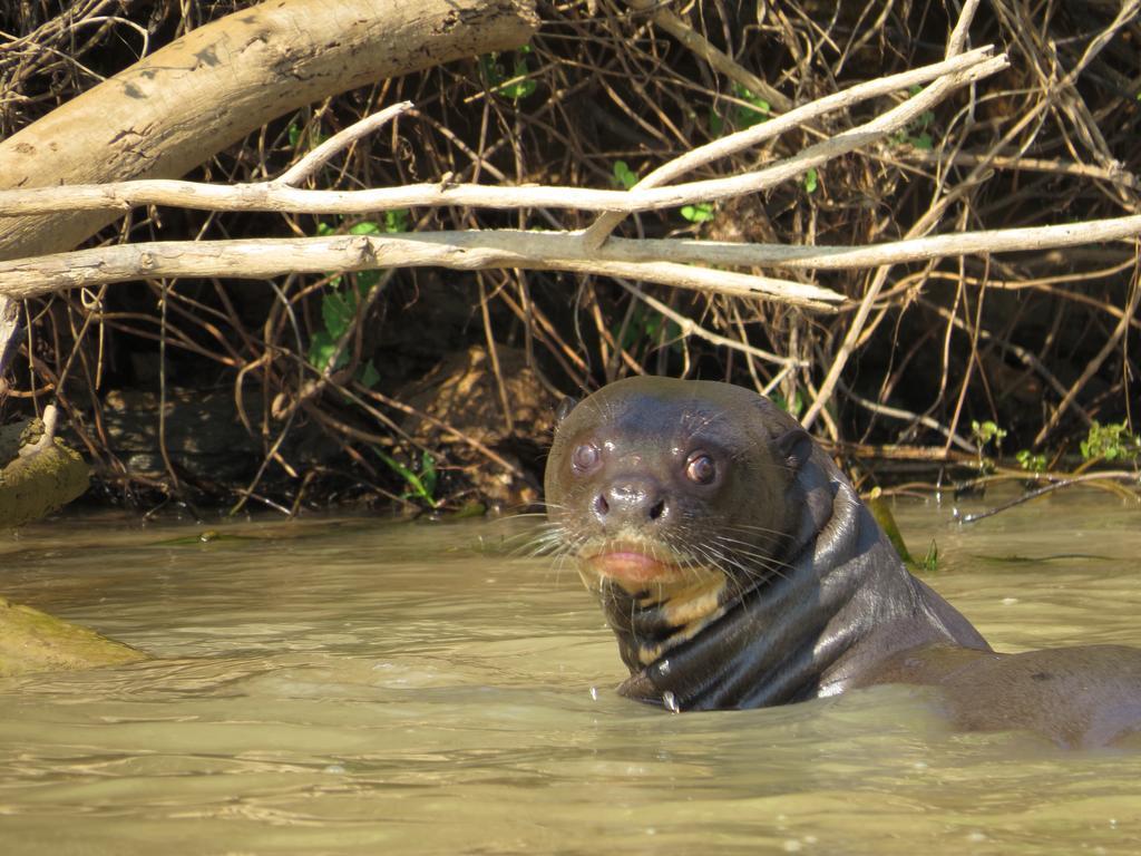 Pousada Reserva Ecologica Jaguar Poconé Zewnętrze zdjęcie