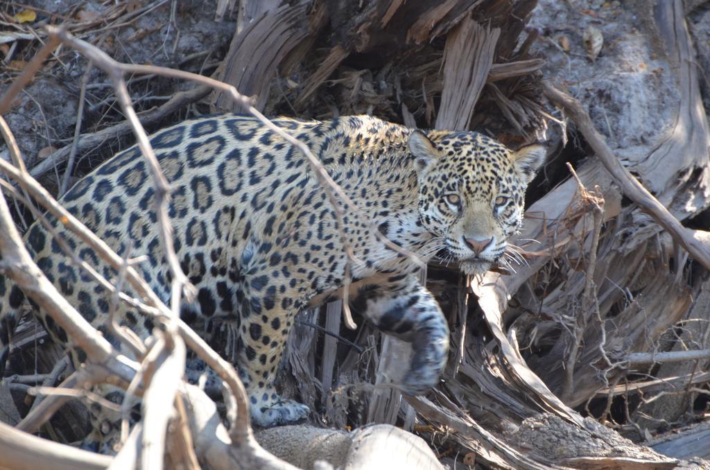 Pousada Reserva Ecologica Jaguar Poconé Zewnętrze zdjęcie