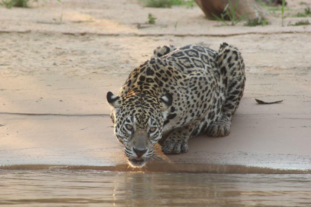 Pousada Reserva Ecologica Jaguar Poconé Zewnętrze zdjęcie