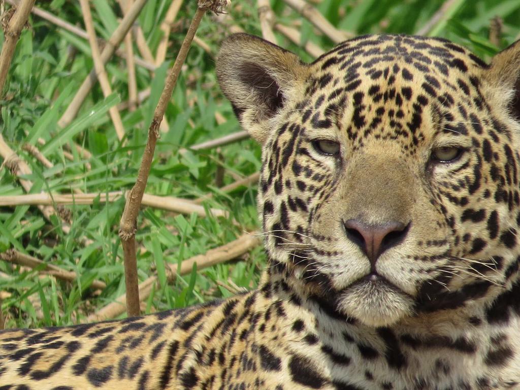 Pousada Reserva Ecologica Jaguar Poconé Zewnętrze zdjęcie