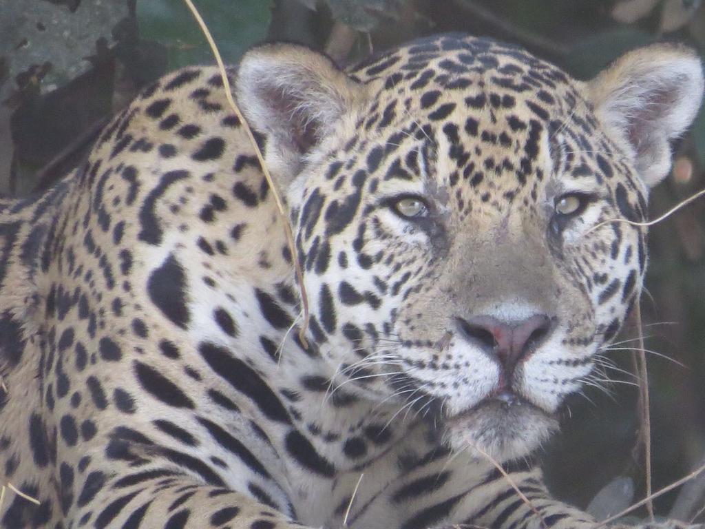 Pousada Reserva Ecologica Jaguar Poconé Zewnętrze zdjęcie