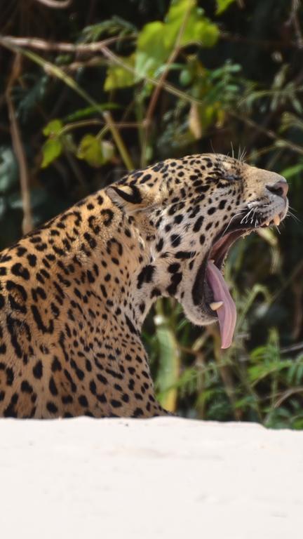 Pousada Reserva Ecologica Jaguar Poconé Zewnętrze zdjęcie