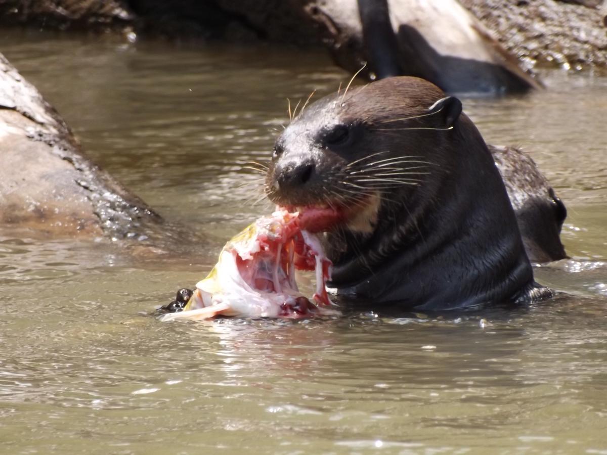 Pousada Reserva Ecologica Jaguar Poconé Zewnętrze zdjęcie